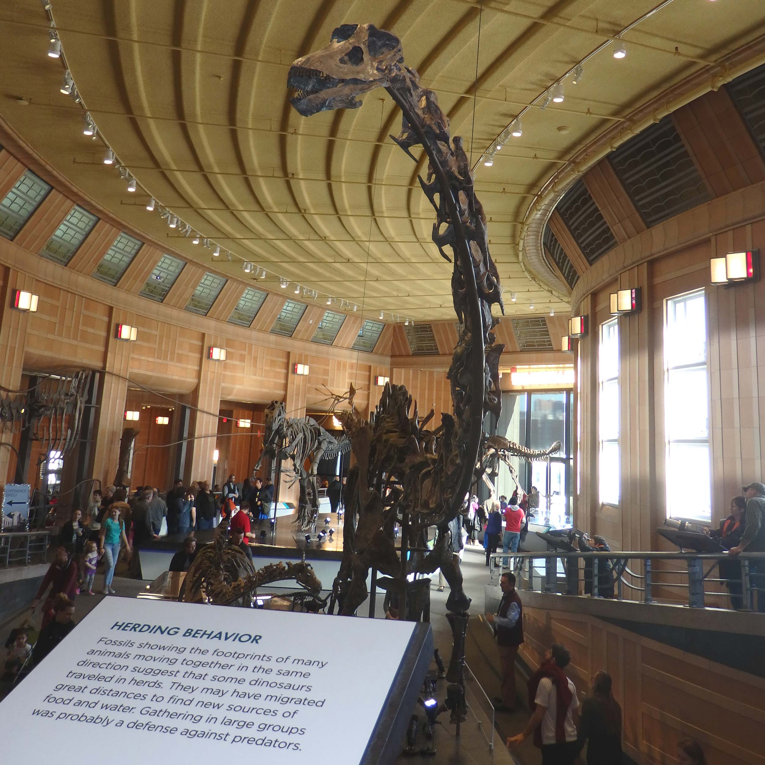 277 Dino Hall Stock Photos, High-Res Pictures, and Images - Getty